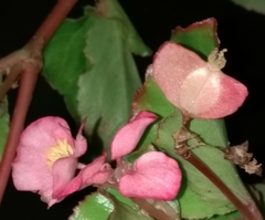 Begonia cucullata