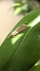 Scirpophaga incertulas