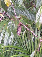 Megalopygidae