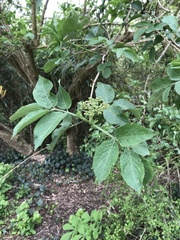 Sambucus nigra