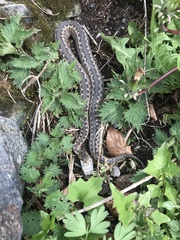 Vipera aspis zinnikeri