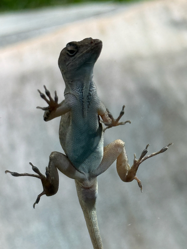 Brown Anole