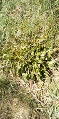 Rumex acetosa