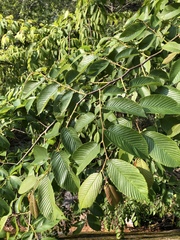 Ulmus uyematsui