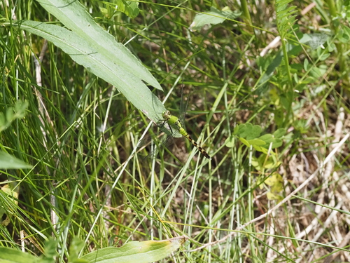Eastern Pondhawk