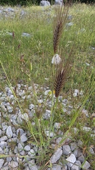 Dasypyrum villosum