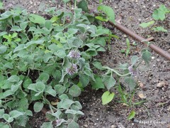 Marrubium supinum