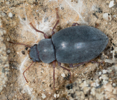 Chilometopon microps