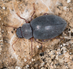 Chilometopon microps