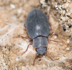 Chilometopon microps