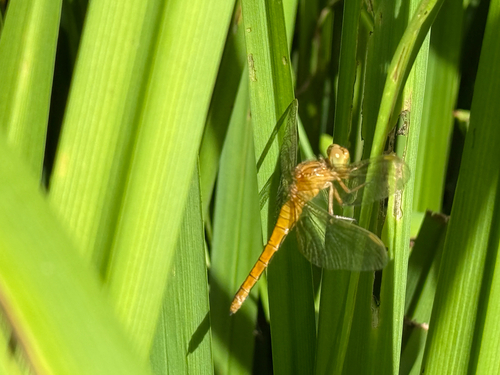 Keeled Skimmer
