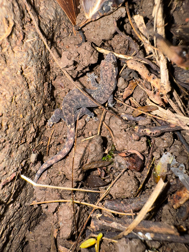 Hemiphyllodactylus typus observed 2026-06-04