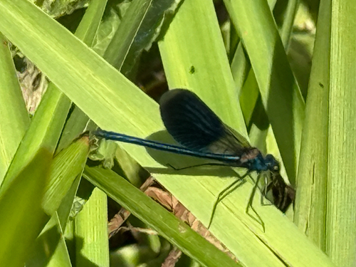 Banded Demoiselle