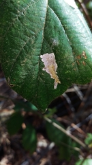 Coptotriche marginea