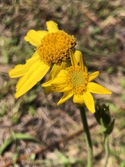 Arnica acaulis