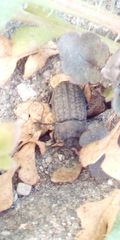 Coleoptera