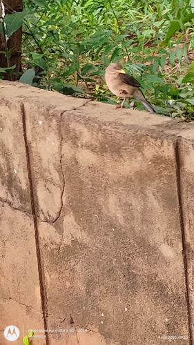 African Thrush