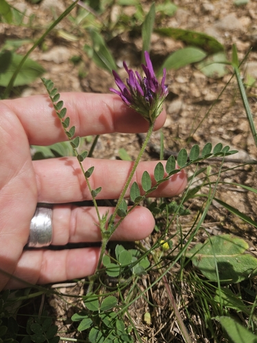 Astragalus hypoglottis, photograph 3