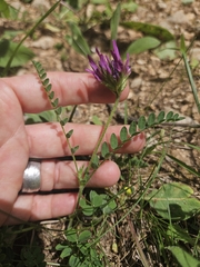 (c) Alessia Guggisberg, some rights reserved (CC BY-SA) Astragalus hypoglottis, photograph (c) Alessia Guggisberg, some rights reserved (CC BY-SA)