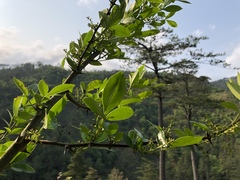 Zanthoxylum acanthopodium