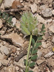 (c) Alessia Guggisberg, some rights reserved (CC BY-SA) Astragalus hypoglottis, photograph (c) Alessia Guggisberg, some rights reserved (CC BY-SA)