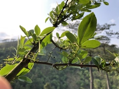Zanthoxylum acanthopodium