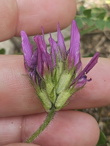 Astragalus hypoglottis, photograph 5