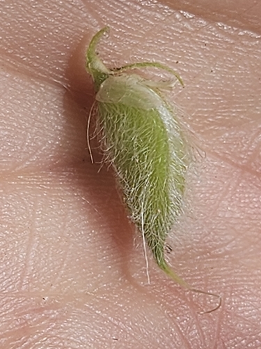 Astragalus hypoglottis, photograph 6