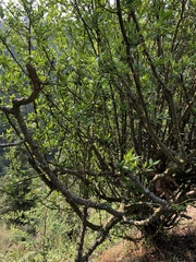 Zanthoxylum acanthopodium