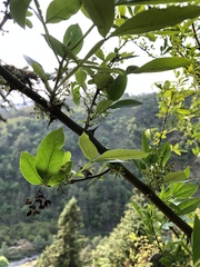 Zanthoxylum acanthopodium