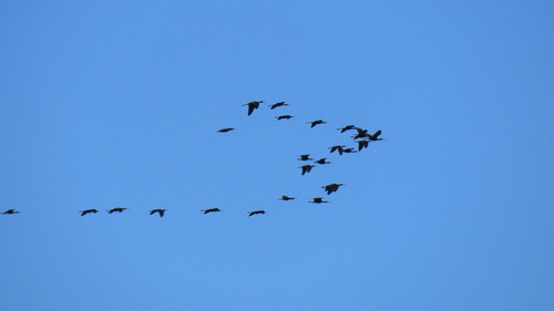 iNaturalist image