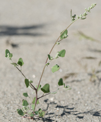 Chenopodium fremontii
