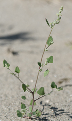 Chenopodium fremontii