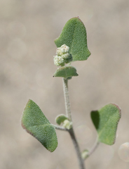 Chenopodium fremontii