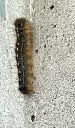 Forest Tent Caterpillar Moth