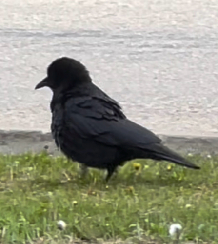 American Crow