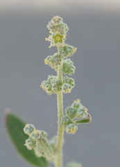 Chenopodium fremontii