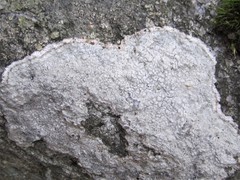 Pertusaria plittiana