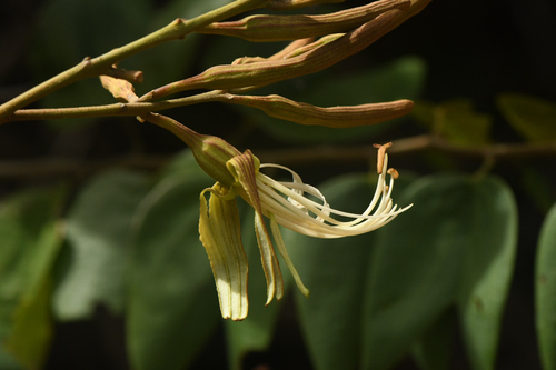 Bauhinia ungulata