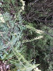 Corydalis ophiocarpa
