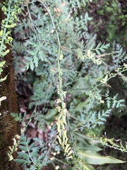 Corydalis ophiocarpa
