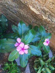 Catharanthus roseus