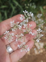 Bifora radians, photograph (c) Alessia Guggisberg, some rights reserved (CC BY-SA)