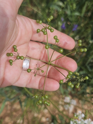 Bifora radians, photograph 2