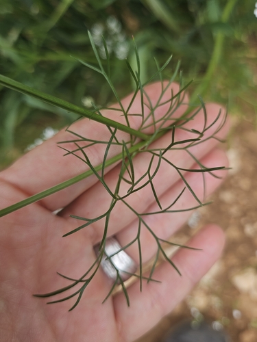 Bifora radians, photograph 3