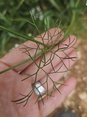 Bifora radians, photograph (c) Alessia Guggisberg, some rights reserved (CC BY-SA)