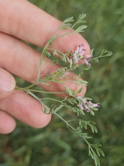 Fumaria parviflora, photograph (c) Alessia Guggisberg, some rights reserved (CC BY-SA)