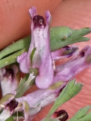 Fumaria parviflora, photograph (c) Alessia Guggisberg, some rights reserved (CC BY-SA)