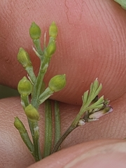 Fumaria parviflora, photograph (c) Alessia Guggisberg, some rights reserved (CC BY-SA)