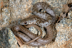 Dolichophis caspius
